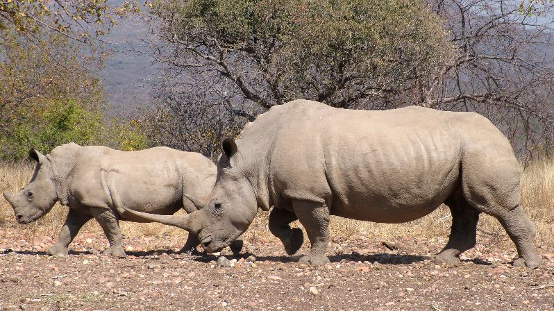 Black Rhinoceros